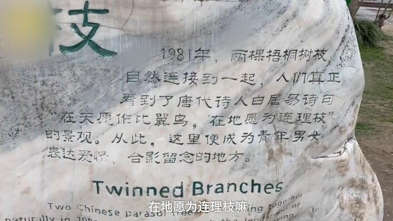 河南一景区现“连理枝”引情侣打卡,这“连理枝”有什么特殊含义?