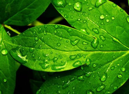 什么什么什么什么的绿叶？