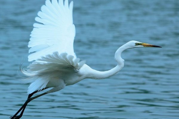 作者为什么用"有韵的诗"而不用"铿锵的歌"来比喻白鹭