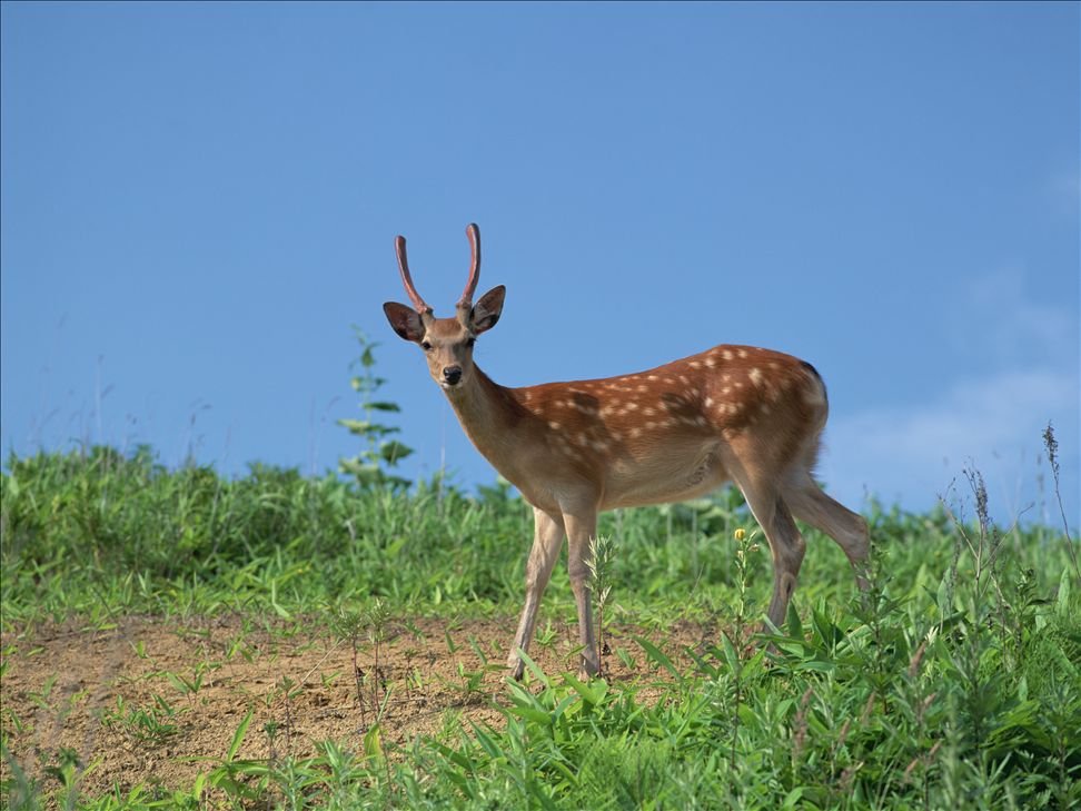 日本静冈县伊豆地区的梅花鹿泛滥成灾,这对当地有什么影响?