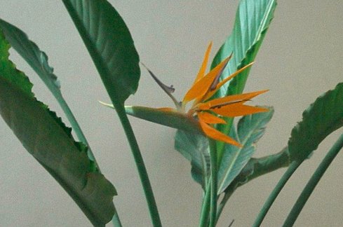 急求世界稀有花种花名！