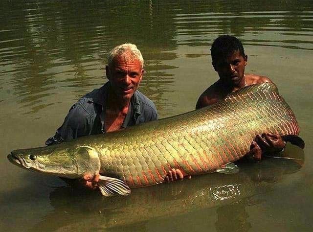 喀纳斯湖水怪是什么??是否是哲罗鲑