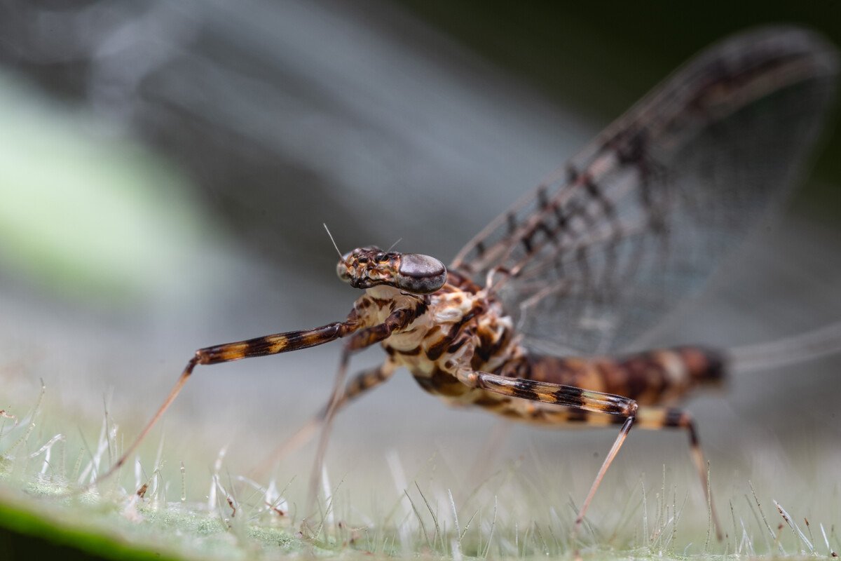 河南邓州惊现大量蜉蝣,居民称从未见过这种现象,专家对此是如何解读的?