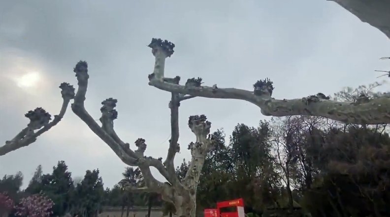 河南一景区现“连理枝”引情侣打卡,这“连理枝”有什么特殊含义?