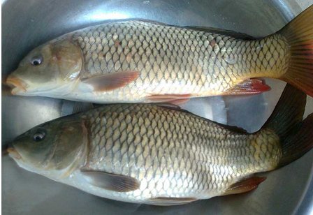 常见的淡水鱼有哪些