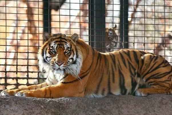 官方回应击毙老虎原因，具体回应了什么？