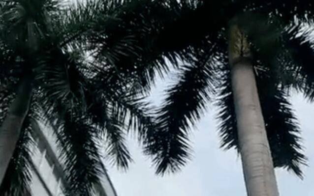 男子被一片树叶砸晕在地,该名男子是不是太过脆弱了?