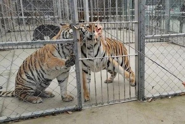 官方回应击毙老虎原因，具体回应了什么？