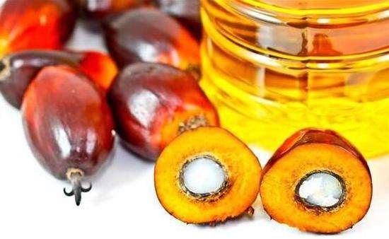棕榈油对人体有什么危害？