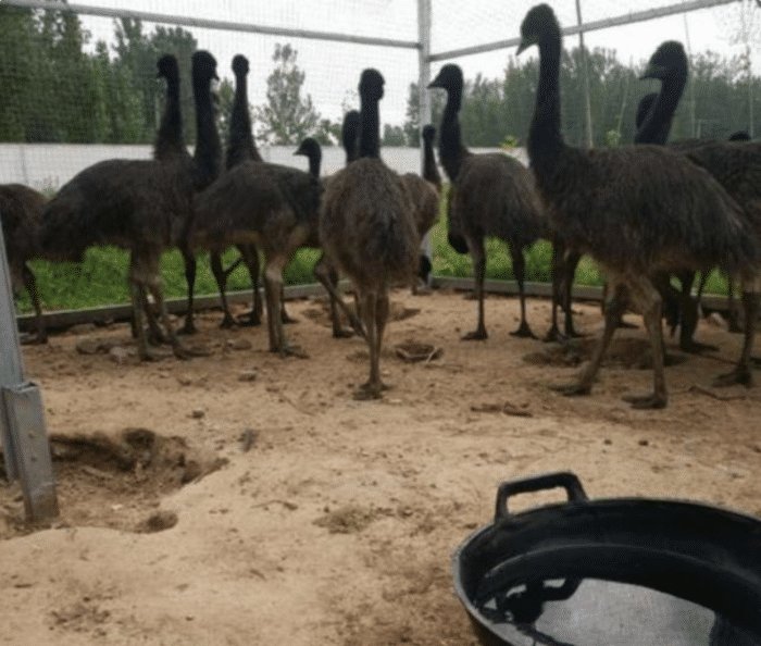 女子动物园跳进鸵鸟圈里偷蛋,此举有多危险?
