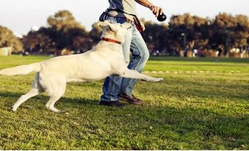 梦见狗咬人是什么预兆