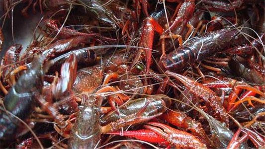 老家是湖北的,现在在湖北养殖小龙虾有没有前景?