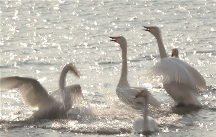 邯郸天鹅湖大风扬尘过后，天鹅们在湖里嬉戏觅食，这种现象有多罕见？