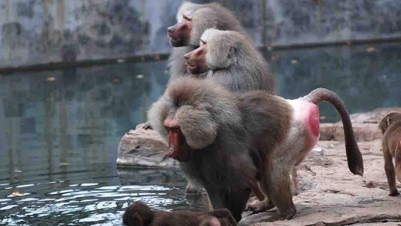 狒狒是什么动物