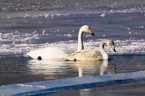 邯郸天鹅湖大风扬尘过后,天鹅们在湖里嬉戏觅食,这种现象有多罕见?
