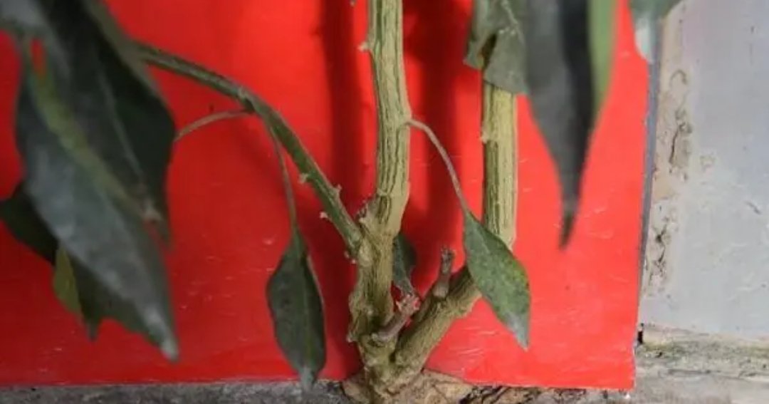 贵州水泥地面长出3米高辣椒树，植物在水泥地也会生根发芽吗？