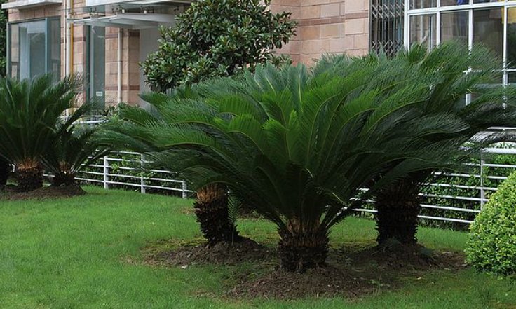 关于铁树的简介