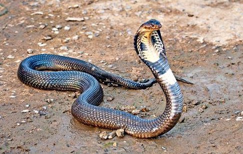 为什么叫眼镜蛇