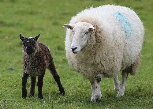 印度一山羊宝宝长相和人类极为相似,是因为什么原因导致的?