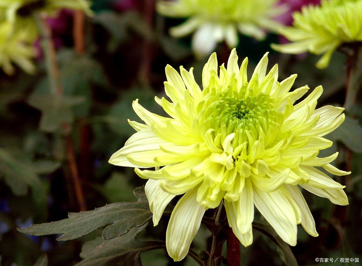 被誉为“溶栓高手”的知里菊，真能很好降血脂吗？
