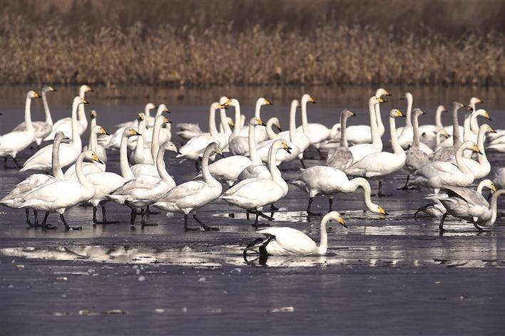 邯郸天鹅湖大风扬尘过后,天鹅们在湖里嬉戏觅食,这种现象有多罕见?