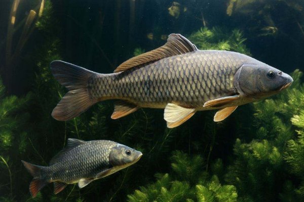 鲤鱼的习性和特点