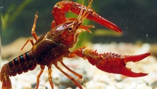 老家是湖北的,现在在湖北养殖小龙虾有没有前景?