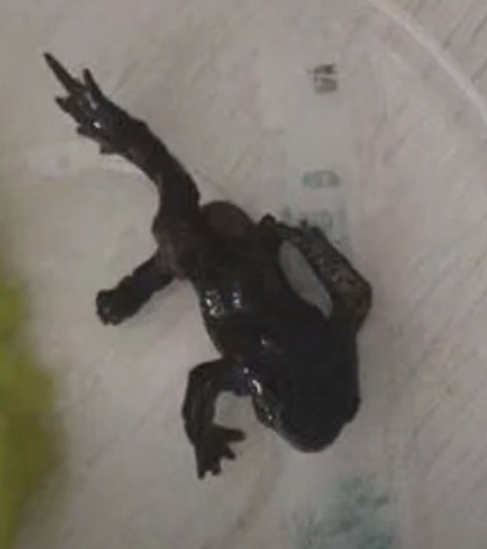 点外卖竟有只癞蛤蟆,店家对此有何表示?