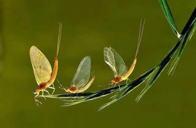 湖南沅江辟谣“蜉蝣大量聚集系自然灾害前兆”,这种情况很常见吗?