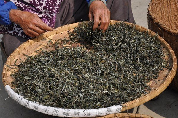 晒青毛茶是什么茶 和普洱茶是怎样的一种关系