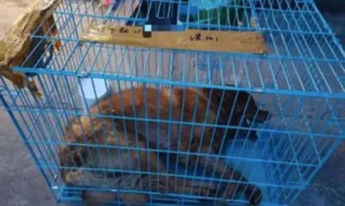 金毛托运死亡疑为员工接私单后换车，是否该对涉事员工进行严惩？