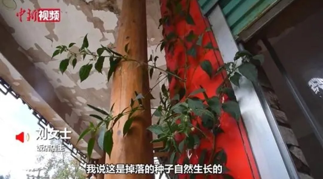 贵州水泥地面长出3米高辣椒树，植物在水泥地也会生根发芽吗？