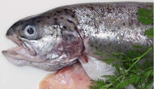 鲑鱼是一种什么鱼？