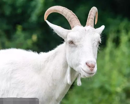 印度一山羊宝宝长相和人类极为相似,是因为什么原因导致的?