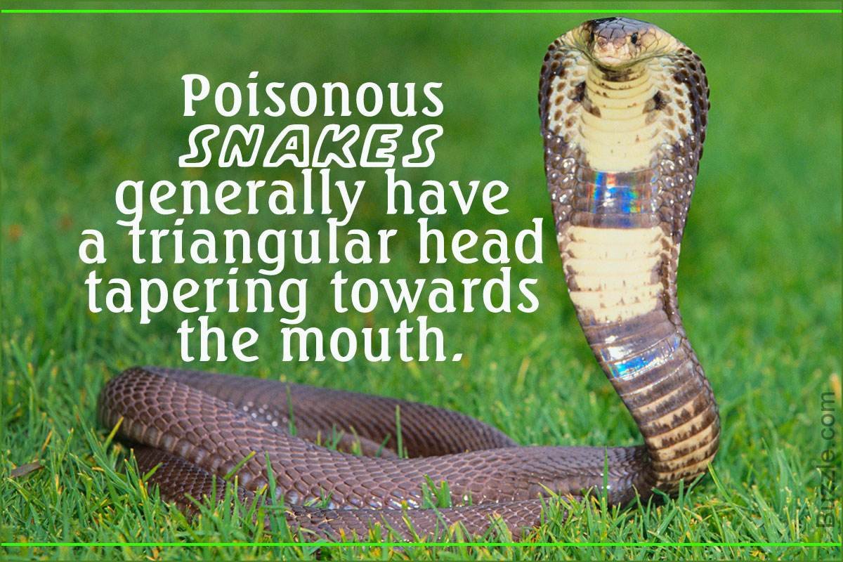 有毒的英文怎么写