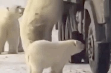 北极熊打劫垃圾车，背后的原因为何令人心酸?