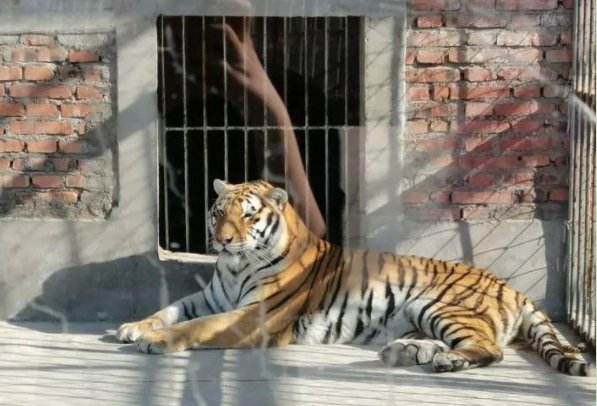 官方回应击毙老虎原因，具体回应了什么？