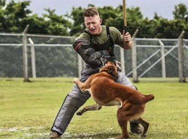 湖北一男子被恶狗咬伤后徒手直接将狗掐死，狗主人需要承担哪些责任？