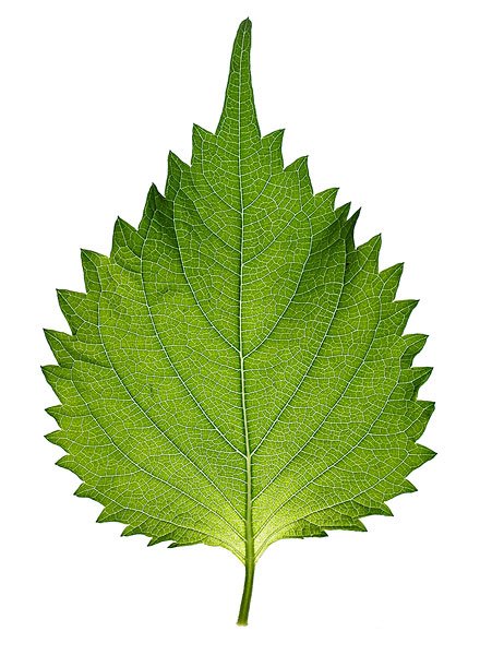 男子被一片树叶砸晕在地,该名男子是不是太过脆弱了?