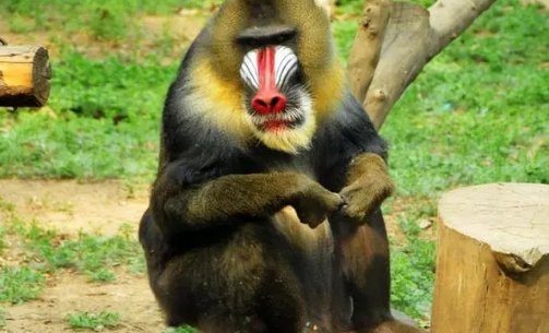 山魈吃人前为什么笑?