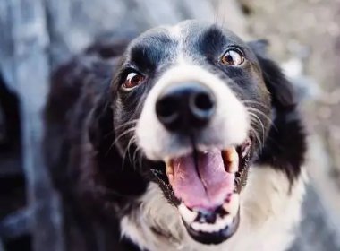 湖北一男子被恶狗咬伤后徒手直接将狗掐死，狗主人需要承担哪些责任？