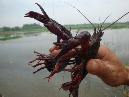 老家是湖北的,现在在湖北养殖小龙虾有没有前景?