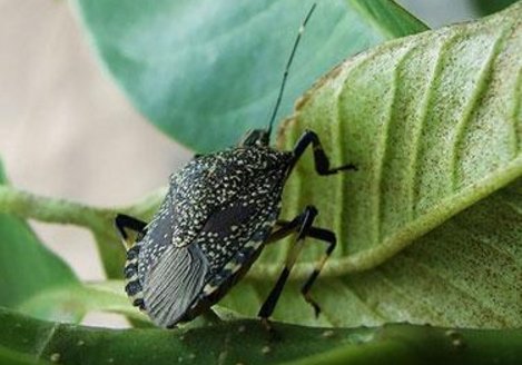 臭屁虫的生活习性是什么