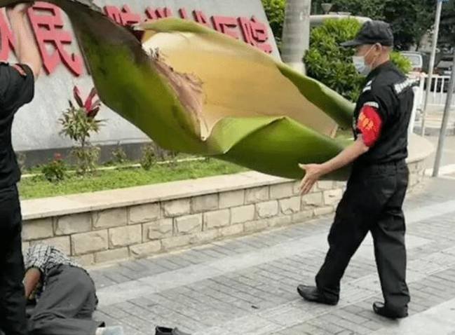 男子被一片树叶砸晕在地，该名男子是不是太过脆弱了？