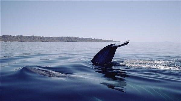 世界最大的心脏,重达500多斤,这是什么动物?