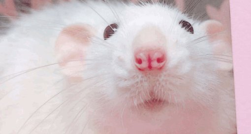 花枝鼠有什么优点和缺点