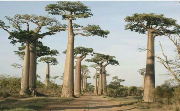 猴面包树有什么营养价值呢?