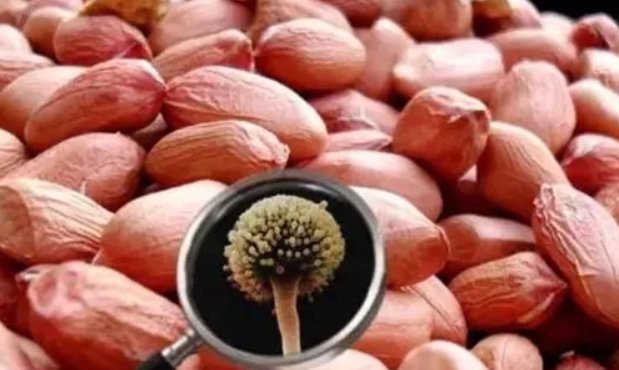 国标规定花生仁中黄曲霉毒素b1不得超过