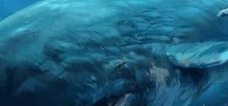 梅尔维尔鲸的天敌是什么?