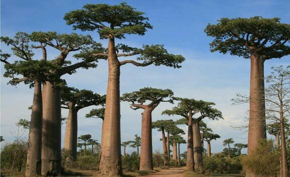 猴面包树有什么营养价值呢?